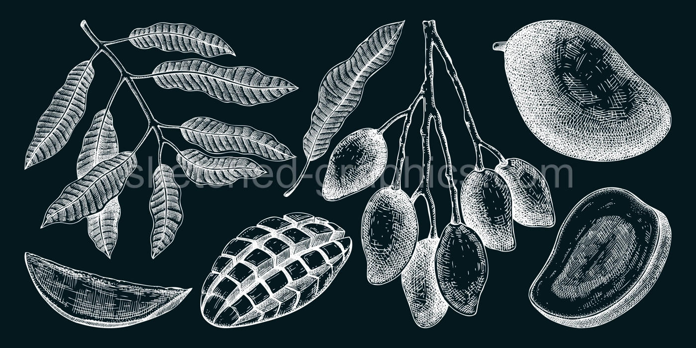 Hand drawn mango sketches set on chalkboard. Tropical fruit vector illustration. Exotic plant with fruit, leaves in engraved style. Botanical drawing for label, juice packaging, menu Illustration